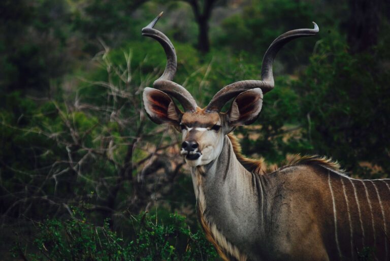 Wildlife Game Fencing