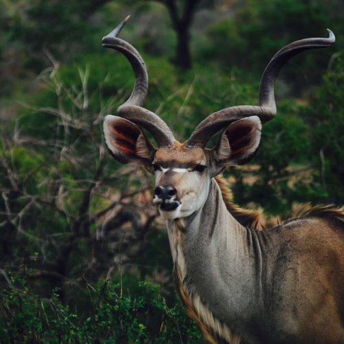 Wildlife Game Fencing